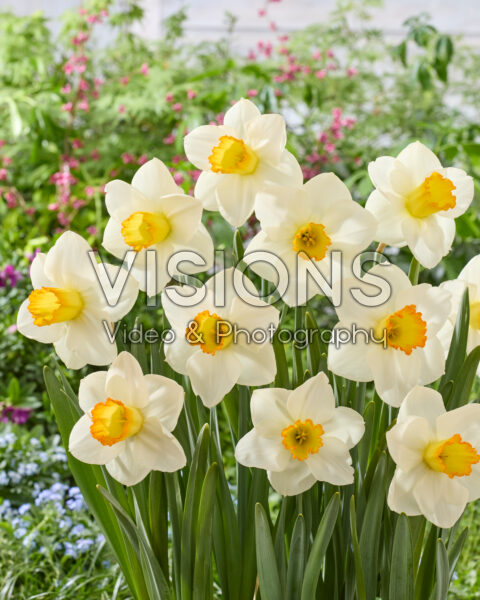 Narcissus Sunlit Chalice Narcissus Sunlit Chalice