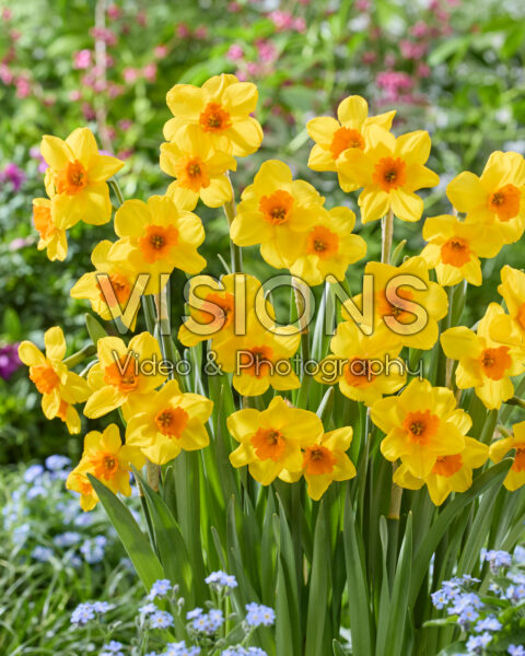 Narcissus 96-33-17 Narcissus 96-33-17