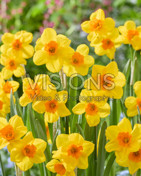 Narcissus 96-33-17