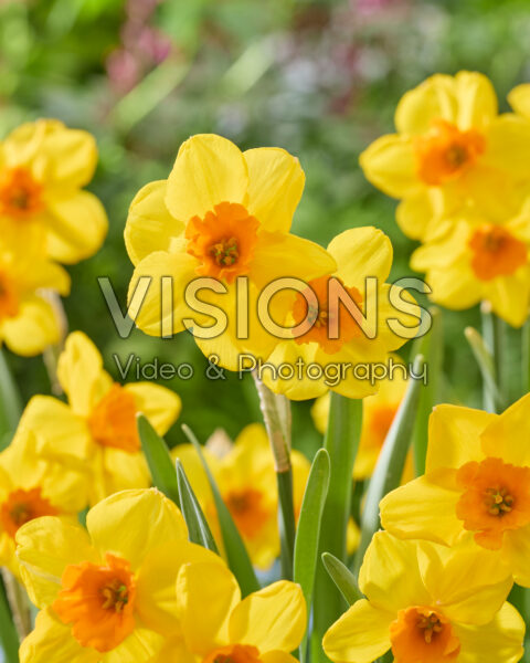 Narcissus 96-33-17
