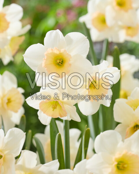 Narcissus 2835 Narcissus 2835