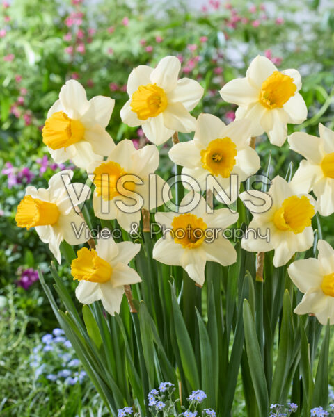 Narcissus 262-5 Narcissus 262-5