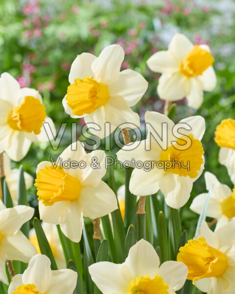 Narcissus 262-5 Narcissus 262-5