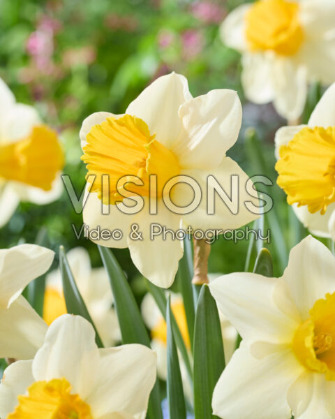Narcissus 262-5 Narcissus 262-5