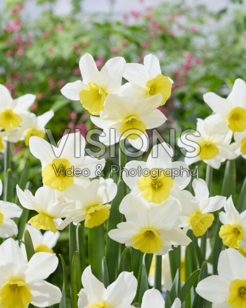 Narcissus Jumelée Narcissus Jumelée