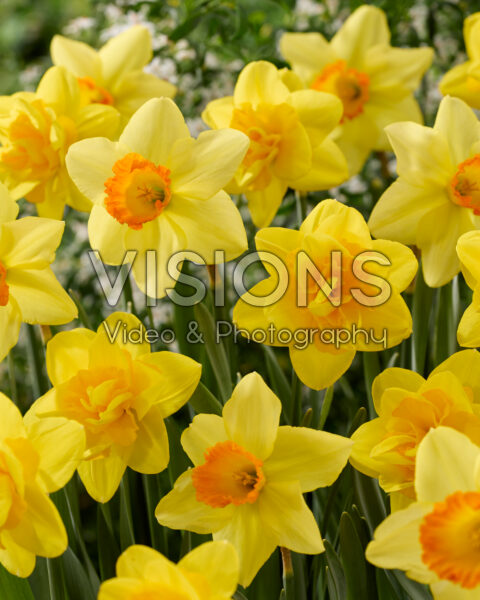 Narcissus combinatie Narcissus combinatie