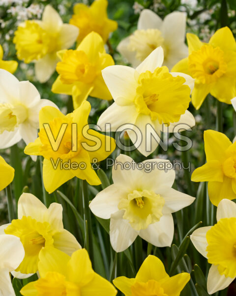 Narcissus combinatie Narcissus combinatie