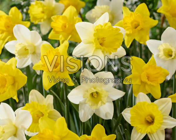 Narcissus combinatie Narcissus combinatie