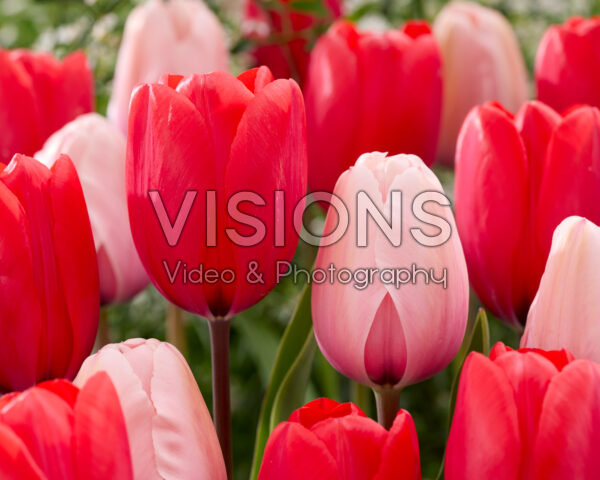 Tulipa Red Ranger, Salmon Impression Tulipa Red Ranger, Salmon Impression