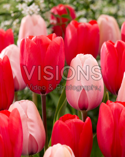 Tulipa Red Ranger, Salmon Impression Tulipa Red Ranger, Salmon Impression