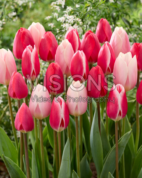 Tulipa Delight mix