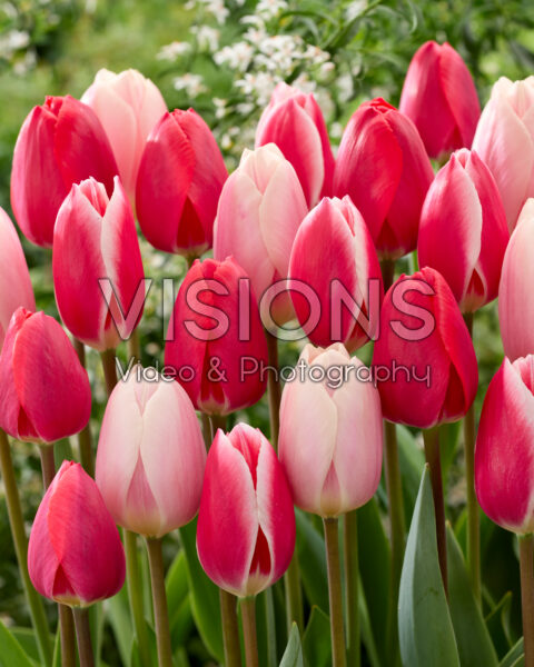 Tulipa Delight mix Tulipa Delight mix
