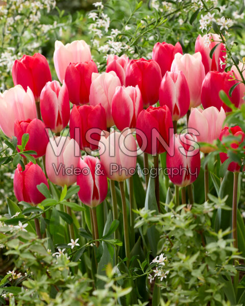 Tulipa Delight mix