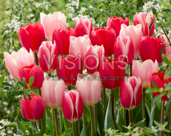Tulipa Delight mix Tulipa Delight mix