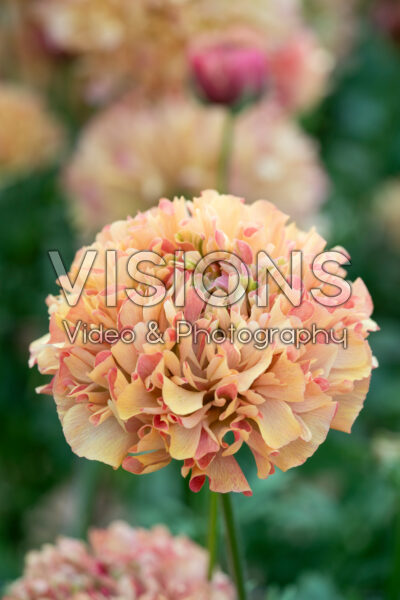 Ranunculus Romance™ Mirepoix Ranunculus Romance™ Mirepoix