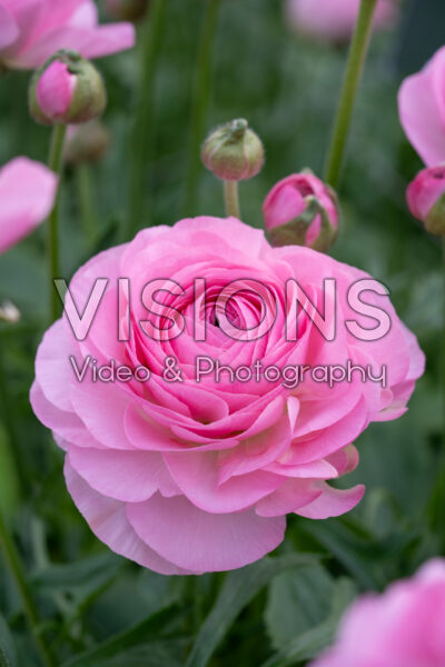 Ranunculus Romance Supreme™ Baby Pink Ranunculus Romance Supreme™ Baby Pink