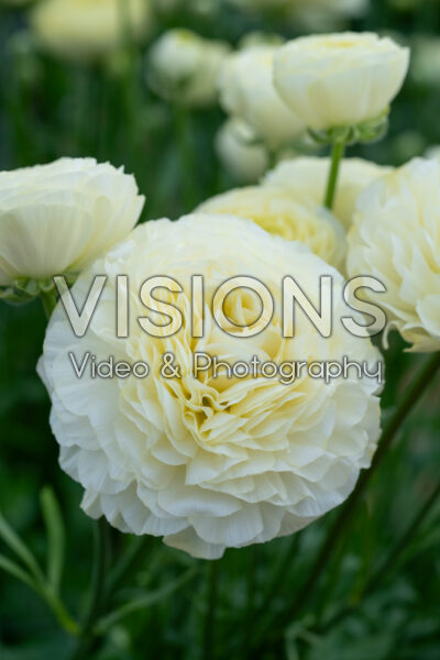 Ranunculus Romance™ Espalion Ranunculus Romance™ Espalion