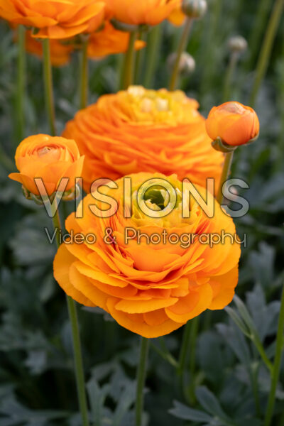 Ranunculus Romance™ Digne® Ranunculus Romance™ Digne®