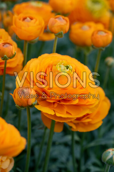 Ranunculus Romance™ Digne®