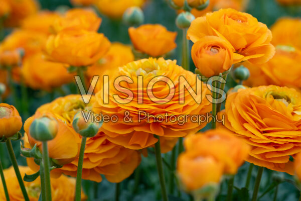 Ranunculus Romance™ Digne® Ranunculus Romance™ Digne®