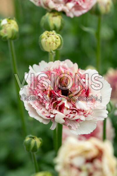 Ranunculus Brushmark Cesar® Ranunculus Brushmark Cesar®