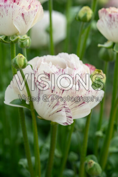 Ranunculus Brushmark GalthieĀ® Ranunculus Brushmark GalthieĀ®