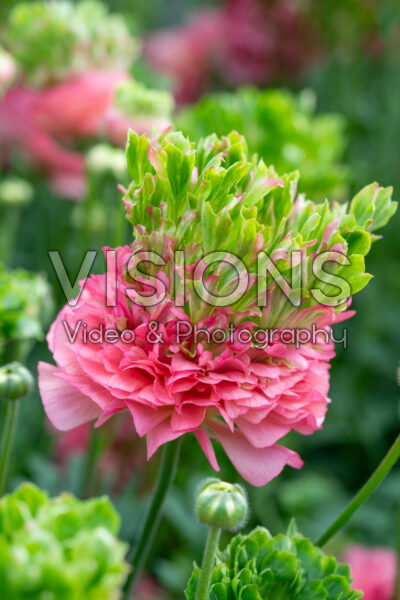 Ranunculus Romance™ Crown Sisteron® Ranunculus Romance™ Crown Sisteron®