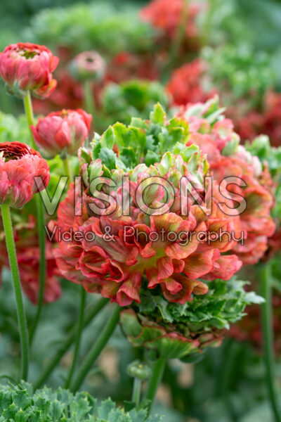 Ranunculus Romance™ Crown Bastille® Ranunculus Romance™ Crown Bastille®