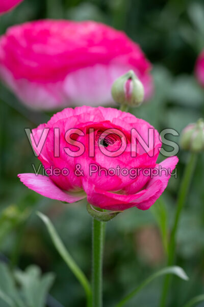 Ranunculus Romance™ Mercury® Ranunculus Romance™ Mercury®