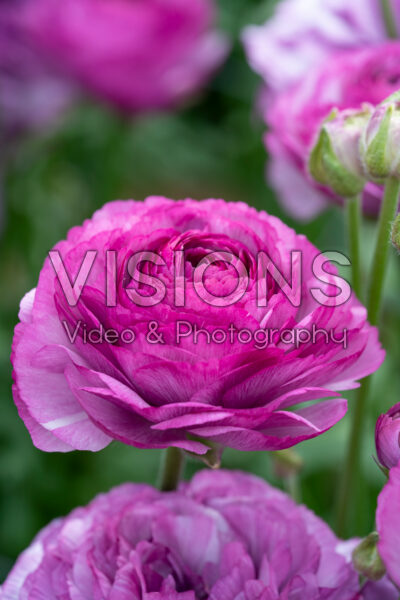 Ranunculus Romance™ Loubeyres® Ranunculus Romance™ Loubeyres®
