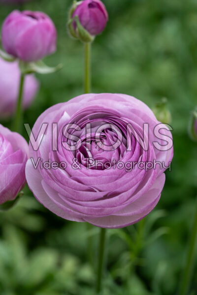Ranunculus Romance™ Gascogne® Ranunculus Romance™ Gascogne®