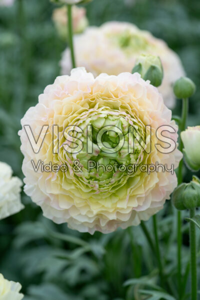 Ranunculus Romance™ Morvan® Ranunculus Romance™ Morvan®
