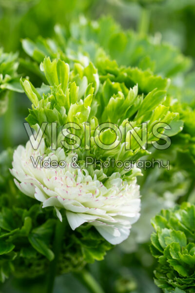 Ranunculus Romance™ Crown Giverny® Ranunculus Romance™ Crown Giverny®