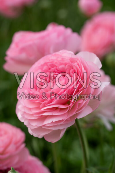 Ranunculus Romance™ Aya Poissy® Ranunculus Romance™ Aya Poissy®