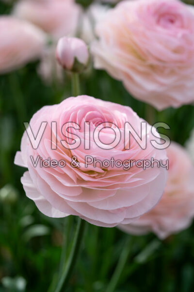 Ranunculus Romance™ Seine® Ranunculus Romance™ Seine®