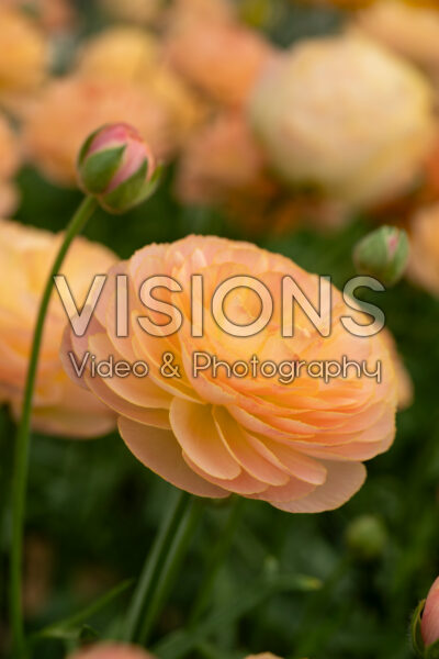 Ranunculus Romance™ Nohant® Ranunculus Romance™ Nohant®