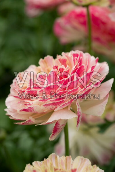Ranunculus Koyfish Marquerittes® Ranunculus Koyfish Marquerittes®