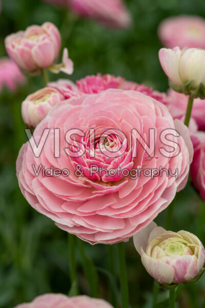 Ranunculus Koyfish Seclin® Ranunculus Koyfish Seclin®