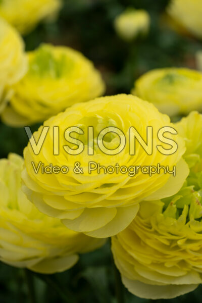 Ranunculus Romance™ Quimper® Ranunculus Romance™ Quimper®