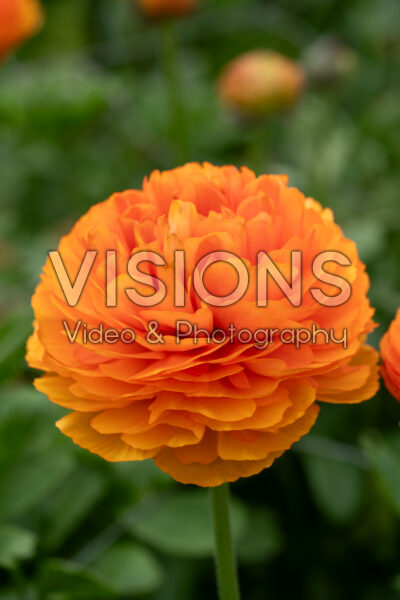 Ranunculus Romance™ Honfleur® Ranunculus Romance™ Honfleur®