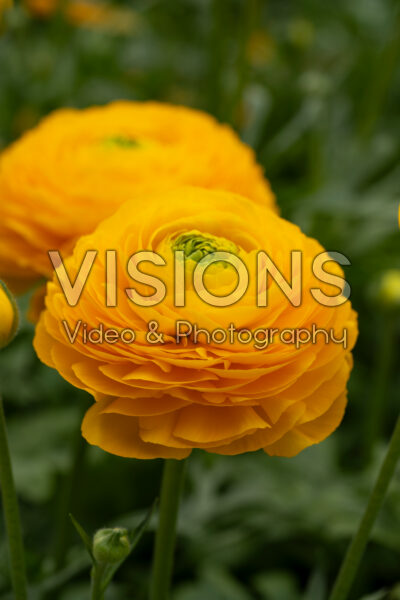 Ranunculus Romance™ Libros® Ranunculus Romance™ Libros®