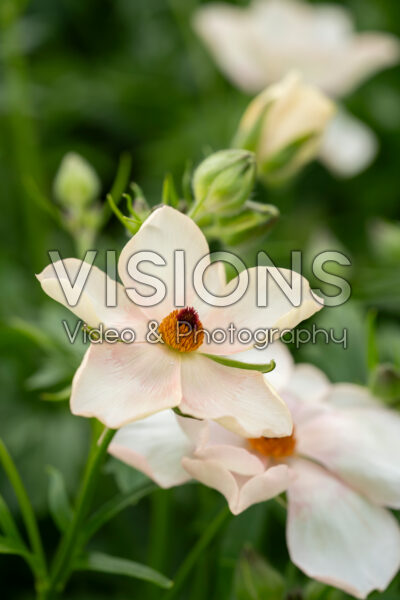 Ranunculus Butterfly™ Melissa® Ranunculus Butterfly™ Melissa®