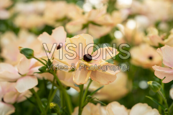 Ranunculus Butterfly™ Hestia® Ranunculus Butterfly™ Hestia®