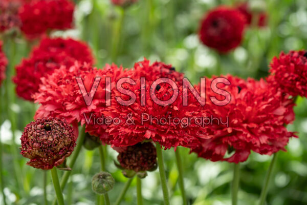 Ranunculus Poodle Chaouen II® Ranunculus Poodle Chaouen II®