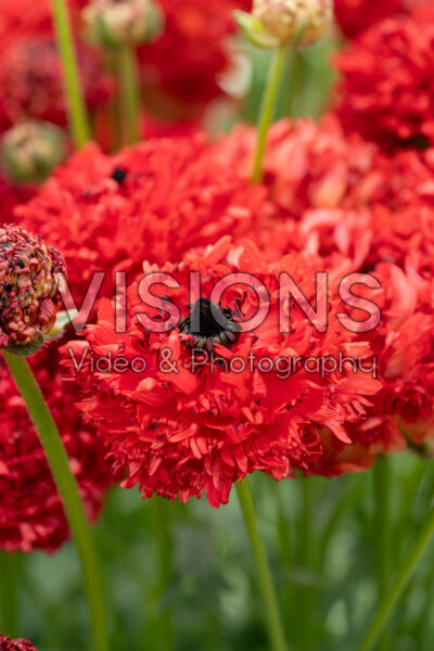 Ranunculus Poodle Chaouen II® Ranunculus Poodle Chaouen II®