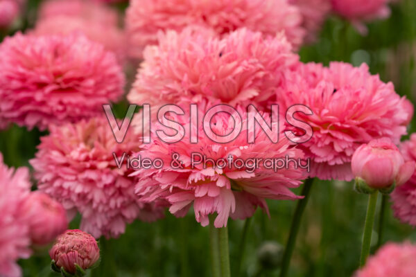 Ranunculus Poodle Ramlia® Ranunculus Poodle Ramlia®