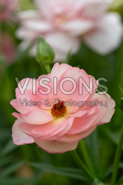 Ranunculus Butterfly™ Venus® Ranunculus Butterfly™ Venus®