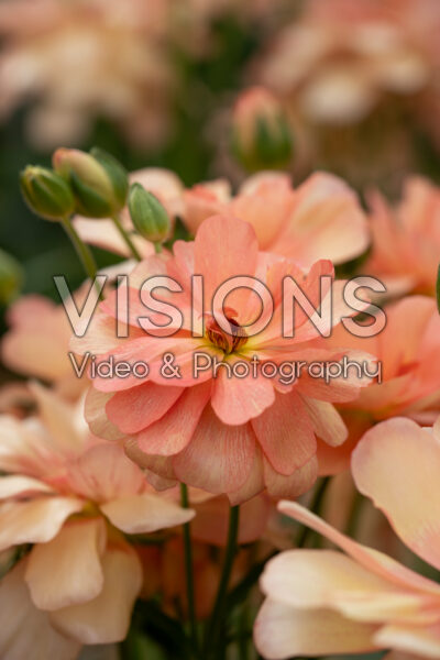 Ranunculus Butterfly™ Eris® Ranunculus Butterfly™ Eris®