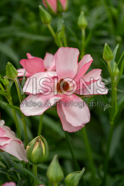 Ranunculus Butterfly™ Lycia® Ranunculus Butterfly™ Lycia®