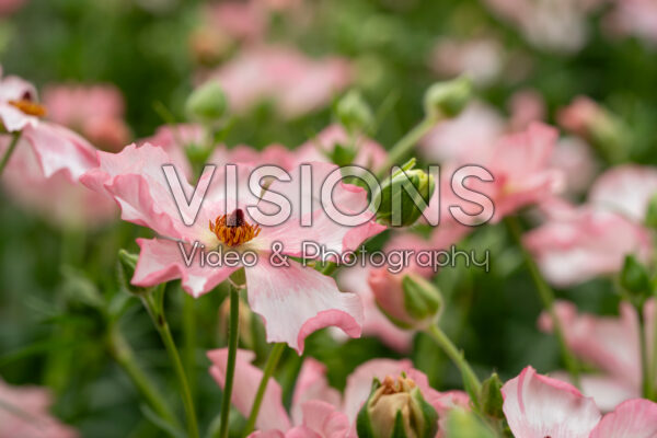 Ranunculus Butterfly™ Isis® Ranunculus Butterfly™ Isis®